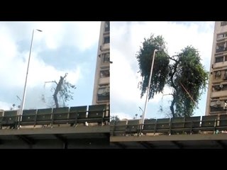 أغرب طريقة لقطع شجرة أعلى كوبري الدقي.. «اللي بيحب النبي يشد»