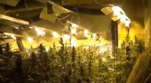 Frosinone - Sequestrata serra con 1.400 piante di marijuana, un arresto  (11.01.22)