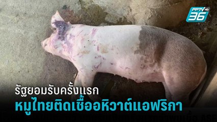 ปศุสัตว์ ยอมรับแล้ว พบเชื้อ ASF ในหมู “เพื่อไทย” แฉเอกสาร รบ.จงใจปกปิดข้อมูล | รอบโลก DAILY