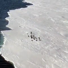Un manchot est séparé de son groupe quand un morceau de glace se décroche de la banquise