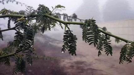 Weather Forecast- 10 जिलों में घने से अति घने कोहरे का यलो अलर्ट