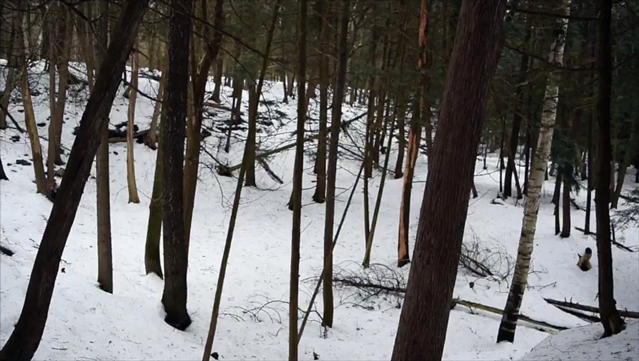 Forest Walk  Poem