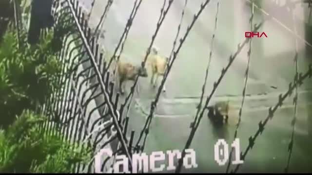 BAŞAKŞEHİR'DE KÖPEĞİ EZİP KAÇAN SÜRÜCÜ ADLİYEYE SEVK EDİLDİ