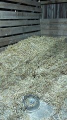 Pig Takes Considerable Coaxing to Leave Bed
