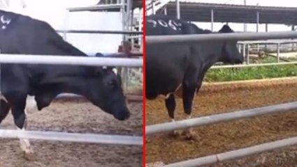 Çiftlikteki ineğin memesine bakanlar gerçek olduğuna inanmadı! Hayvancılardan büyük tepki var