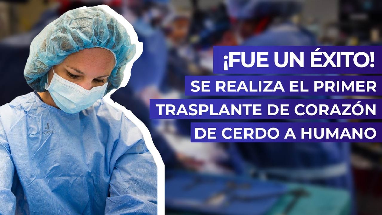 ¡Fue un éxito! Se realiza el primer trasplante de corazón de cerdo a humano