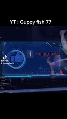 Guppy mosaic Platinum Dumbo Ear