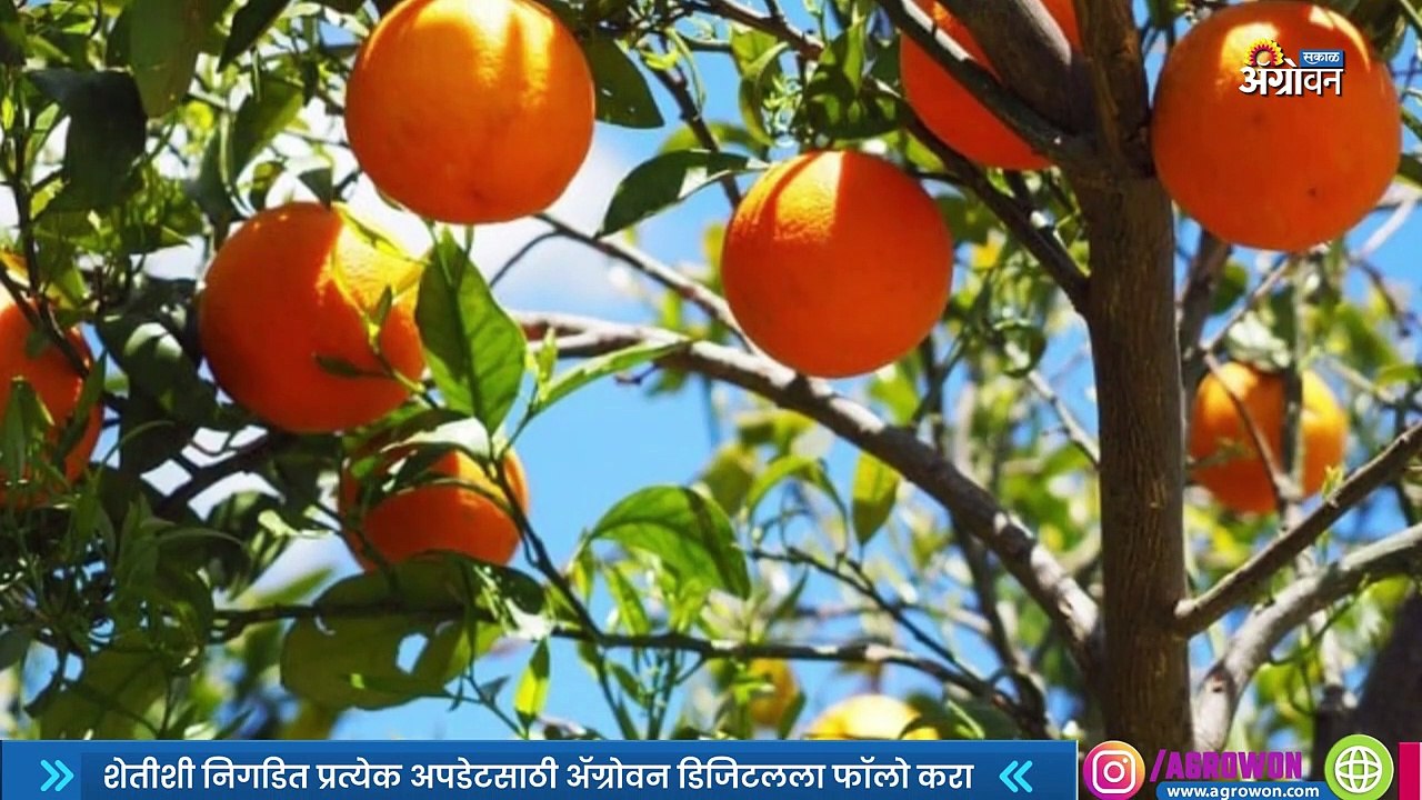 Weather News| अवकाळी आणि गारपिटीमुळे राज्यातील पिक नुक्सान किती?