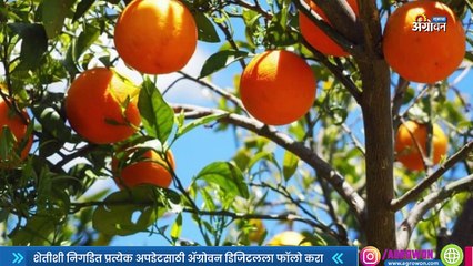 Weather News| अवकाळी आणि गारपिटीमुळे राज्यातील पिक नुक्सान किती?
