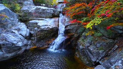ANOTHER BEAUTY OF WATERFALLS AROUND FLOWERS AND DIFFERENT SPECIES