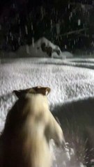 Dog Hops Happily Through Snow