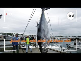 أغلى سمكة في العالم تظهر على الساحل.. ثمنها أكثر من 48 مليون جنيه