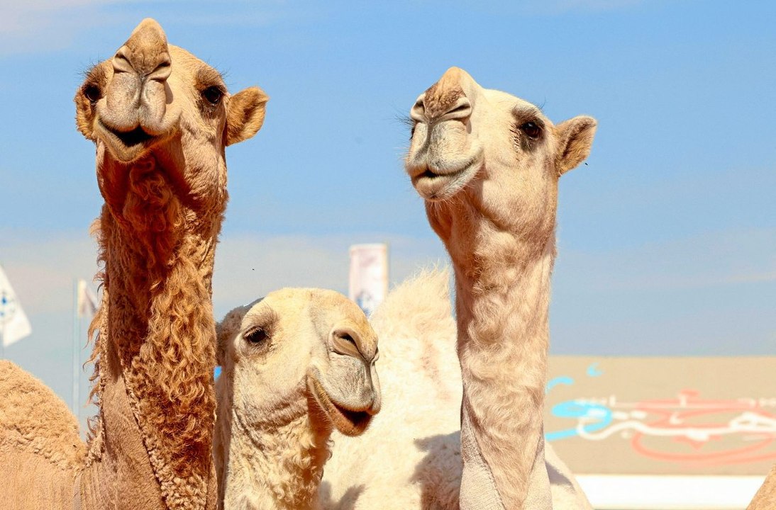 Frauen dürfen erstmals Kamele bei Schönheitswettbewerb zeigen