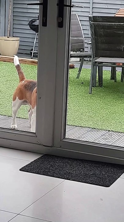 Beagle Opens Door by Himself