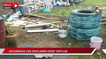 Barınaktaki kedileri silahla hedef alarak katlettiler