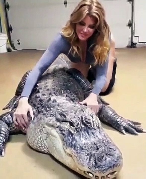 Faire des calins à un alligator