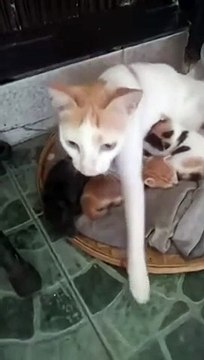 Cette chatte couve un rat... chaton très bizarre