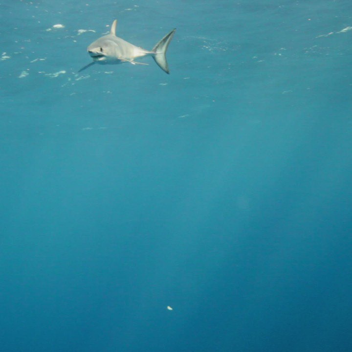 Quelques petites choses à savoir sur le requin mako carré