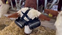 Un éleveur turc équipe ses vaches de lunettes à réalité virtuelle, pour qu'elles produisent plus de lait