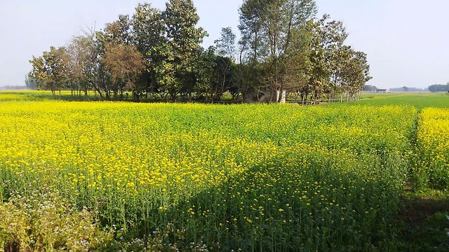 India village farmers blog flowers Lucknow village Uttar Pradesh farming Mera khet Mera home lifestyle vlog India blog