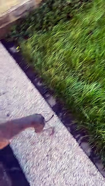 Greyhound Does Handstand on Wet Grass