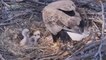 Famous Florida Bald Eagle Couple Welcomes Rare Third Hatchling