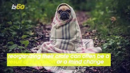 Do You Ever Wonder Why Your Dog Empties Their Crate?