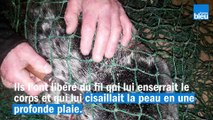 Landes : mobilisation à Capbreton pour sauver un phoque pris dans un filet de pêche