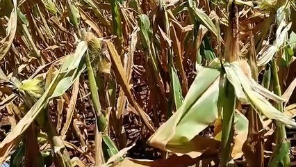 Milho no RS (Sertão) por Luiz Fernando Munaretto