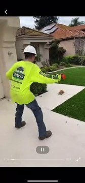 Falling Tree Sends Squirrel Flying