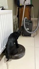 Puppy Takes a Ride on the Roomba