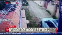 Conductor arrolla a un perro  sin piedad; no intentó frenar ni auxiliarlo