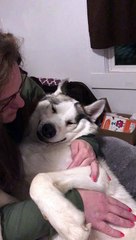Husky Kisses