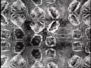 Tane Mahuta - The Ruby Suns