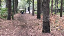 Un cheval frappe un arbre et pète sur des chiens