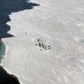 Un manchot emporté sur un morceau de glace