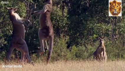 The kangaroo plays a box