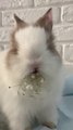 Rabbit Eating a Flower - CUTE RABBIT 4K VIDEO - PETS WORLD #TIKTOK #SHORT #VIRAL