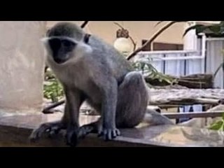 سر نسناس حدائق الأهرام ..  أثار القلق في أغسطس و«عم محمد» اصطاده بموزة