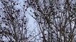 Birds in winter nature amazing relax birds in tree