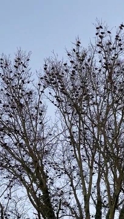Birds in winter nature amazing relax birds in tree