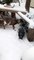 Cute Baby Goats are Enjoying in The Snow for The First Time