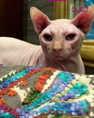 ياسمين عبد العزيز تنشر صور لقطها..  أغلى قط في العالم .. هذا هو سعره