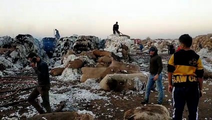 Video herunterladen: اندلاع حريق هائل فى شونة محلج قطن بالغربية والدفع بقوات الحماية المدنية للسيطرة على النيران