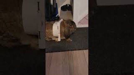 Bunny Is a Bit Too Big for Pet Door