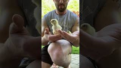 Size Comparison of a Regular Chick vs a Button Quail