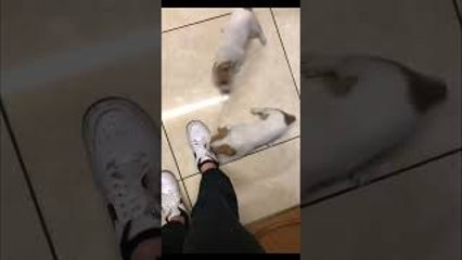 Jack Russel Puppies Play Tug of War With Shoelaces