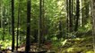 Forest Videos with Ambient and Calm Music - No Copyright Videos - Nature Videos