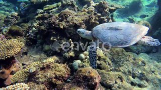 Underwater beauty, copyright free video