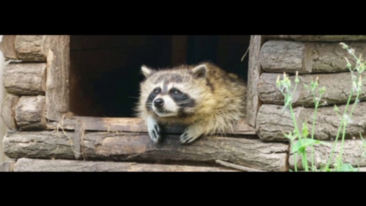 Racoon's In the Attic Dr. Robert Ownby